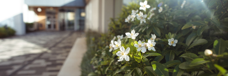 Front entrance of the Anne Rowling Clinic, with the focus on a Choisya ternata flower; a white with flower orange blossoms