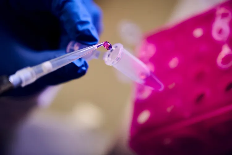 Hand in blue gloves pipetting pink liquid into a vial in a pink holder